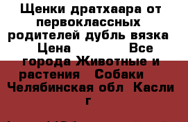 Щенки дратхаара от первоклассных  родителей(дубль вязка) › Цена ­ 22 000 - Все города Животные и растения » Собаки   . Челябинская обл.,Касли г.